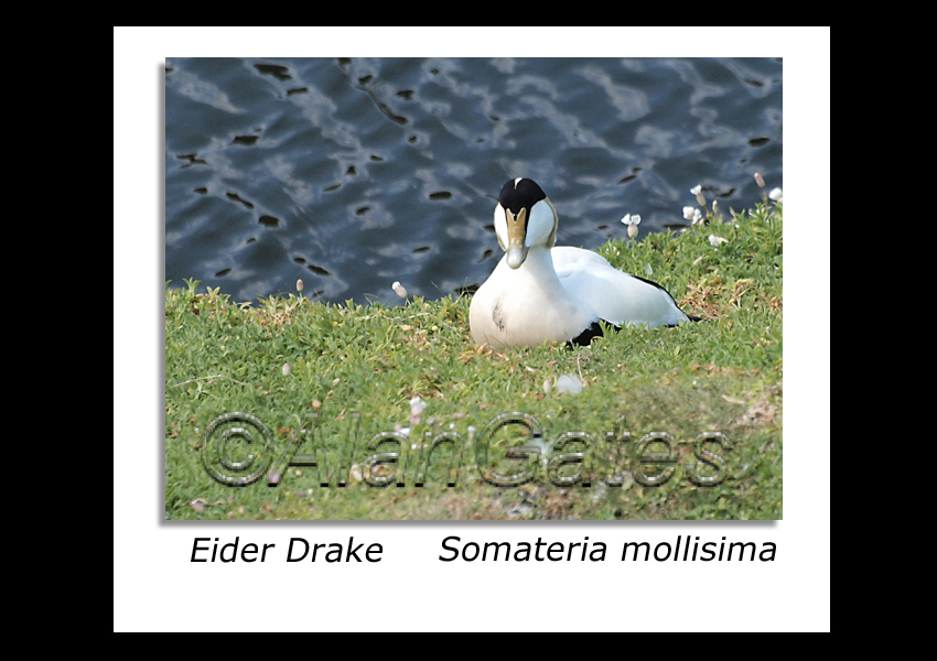 Eider Drake